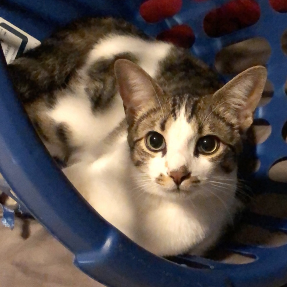 Meet your Posher, Taylor